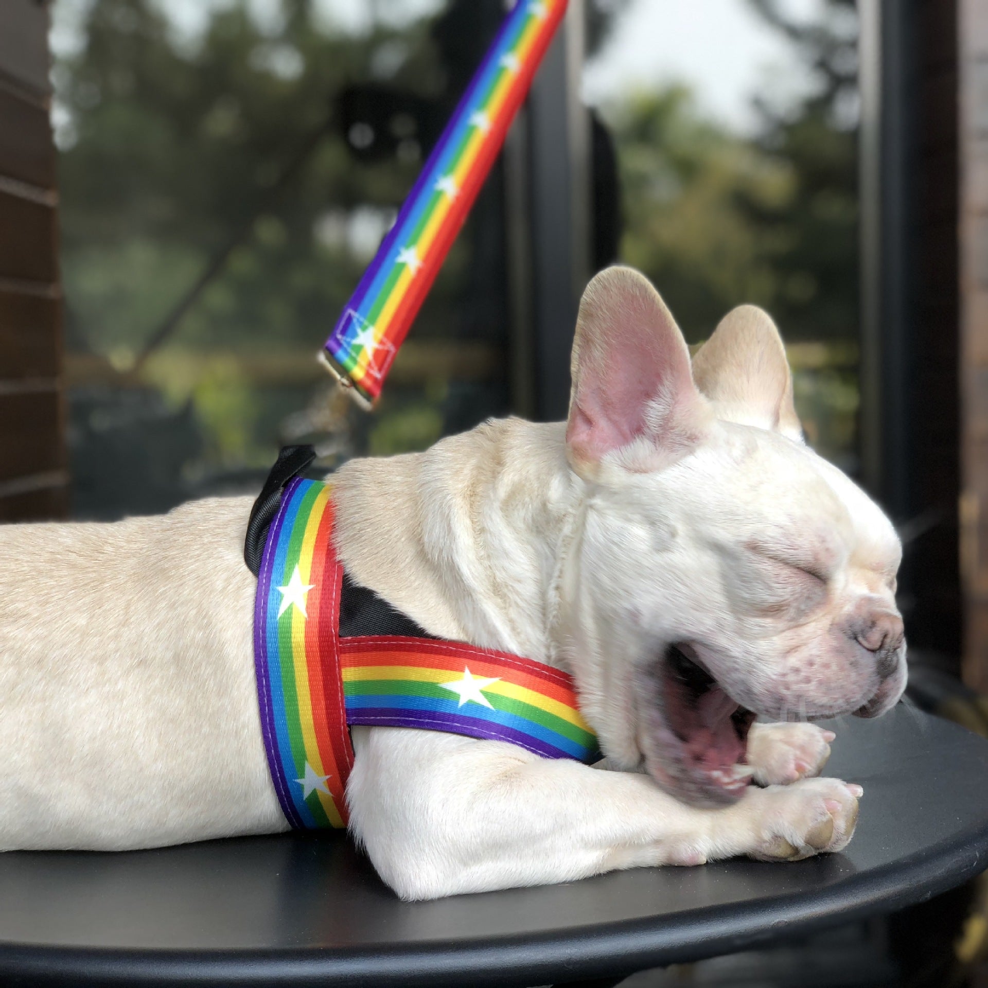 Pet Rainbow Chain Leash Walking Control Strap