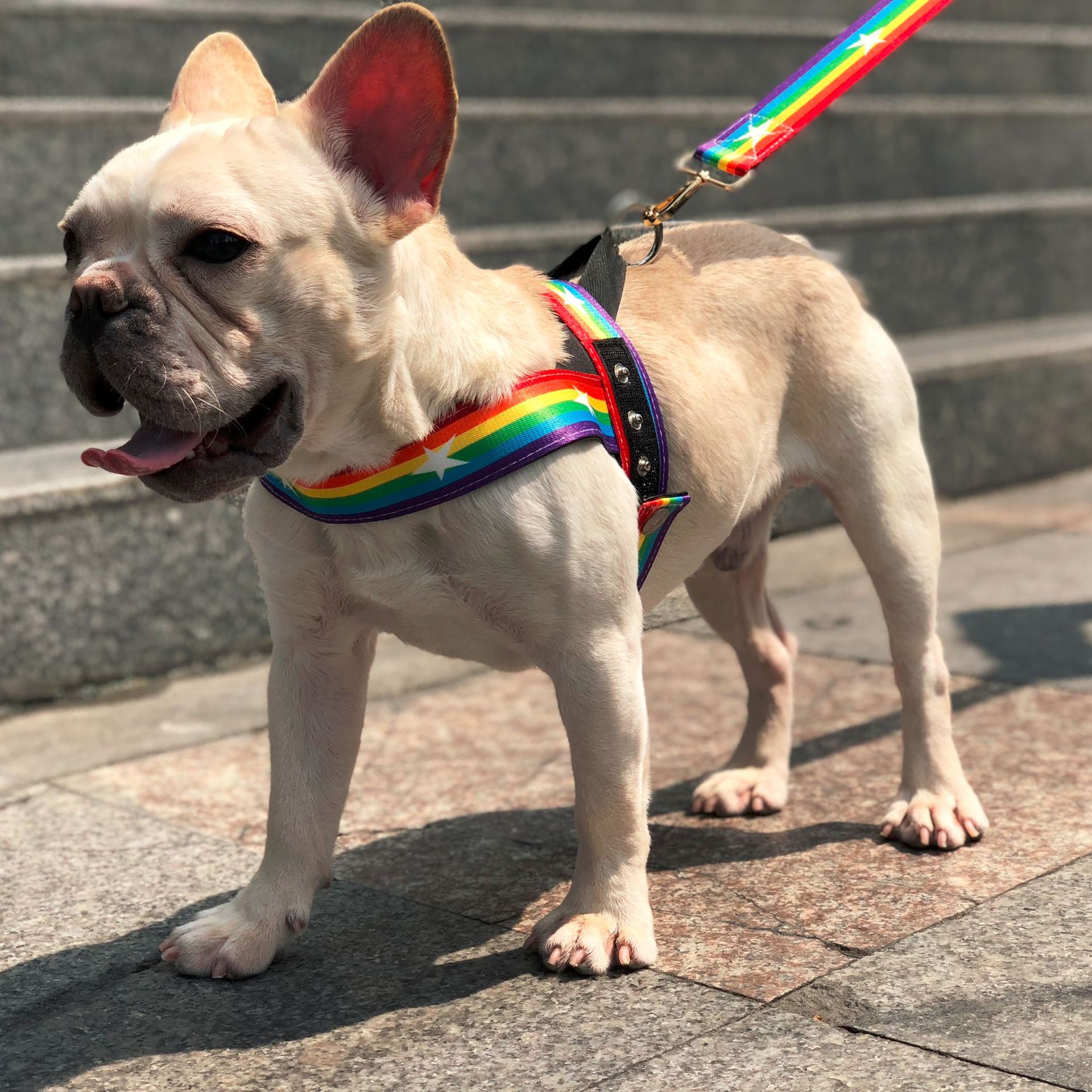 Pet Rainbow Chain Leash Walking Control Strap