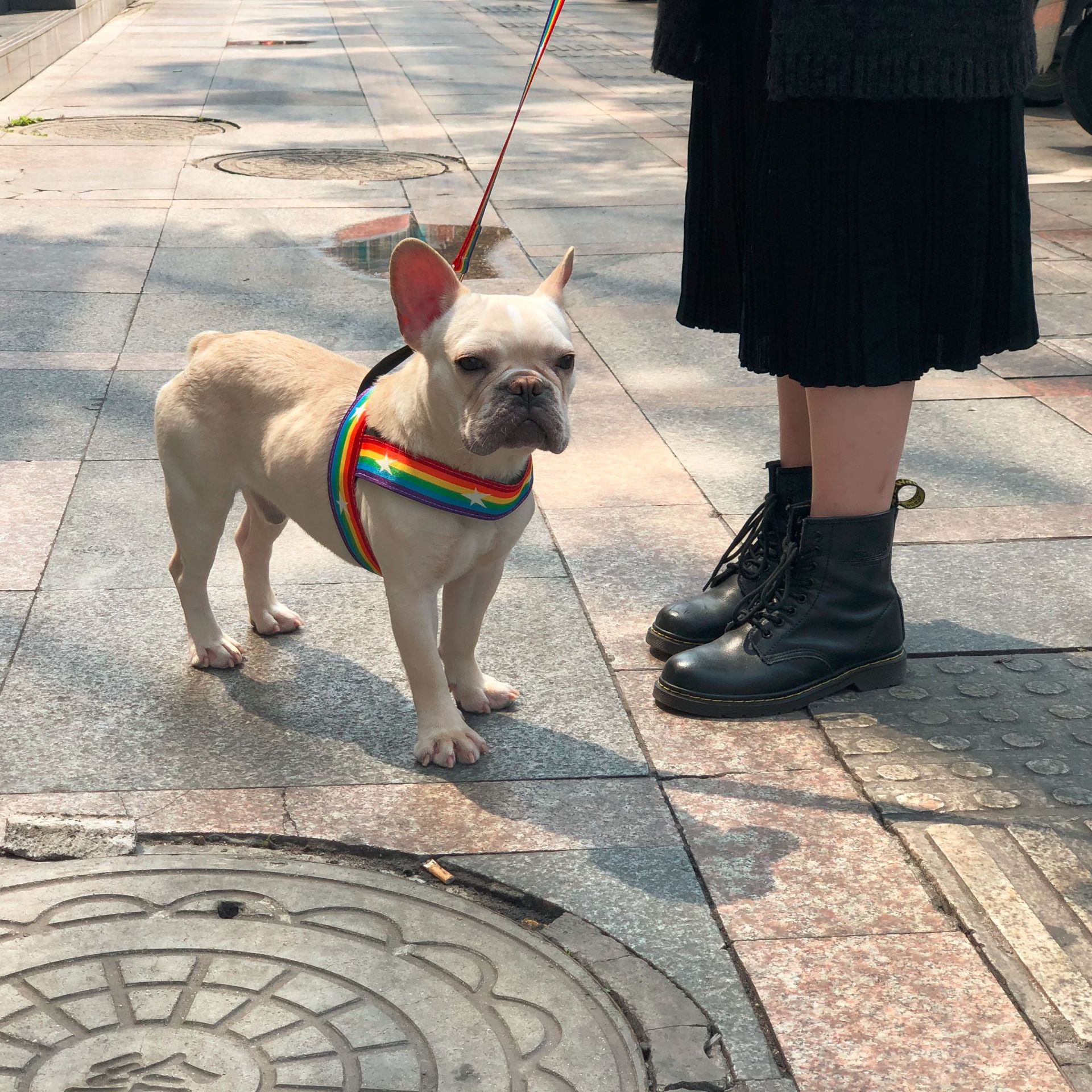 Pet Rainbow Chain Leash Walking Control Strap