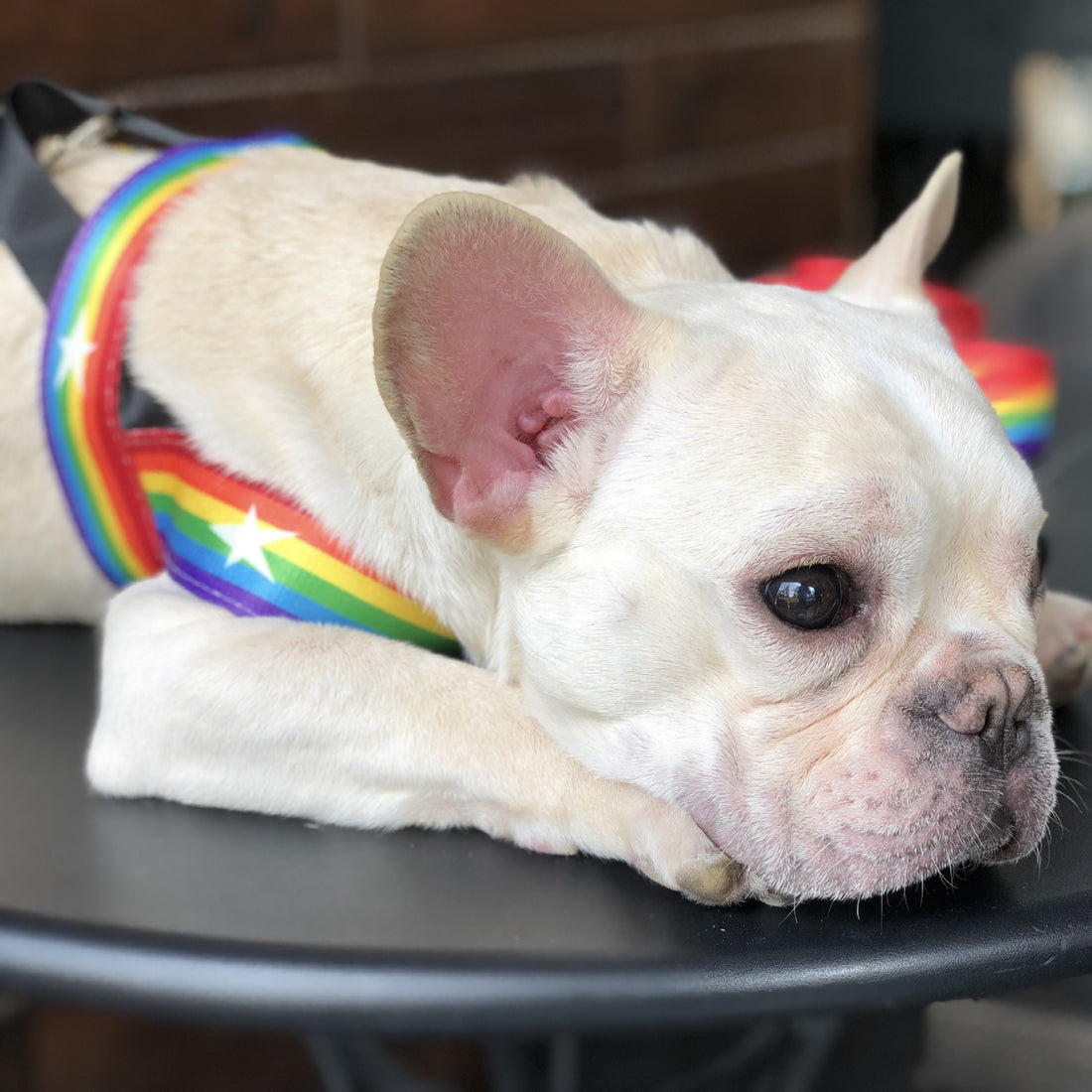Pet Rainbow Chain Leash Walking Control Strap