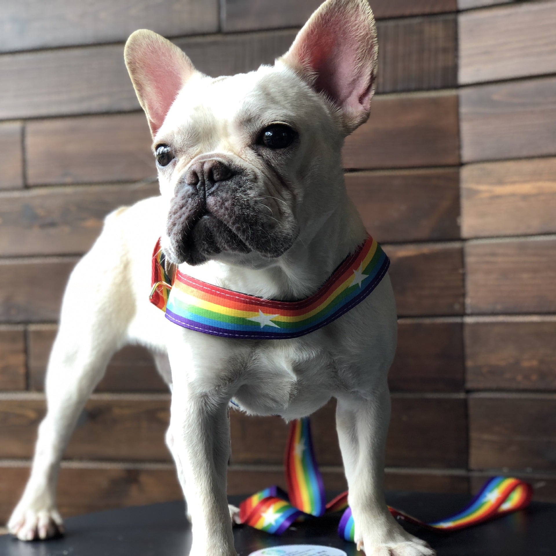 Pet Rainbow Chain Leash Walking Control Strap