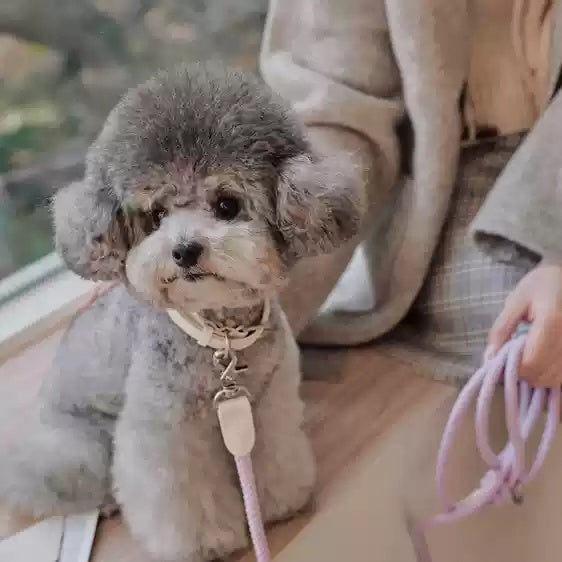 Pet Leather Collar Handheld Leash Walking Control Strap