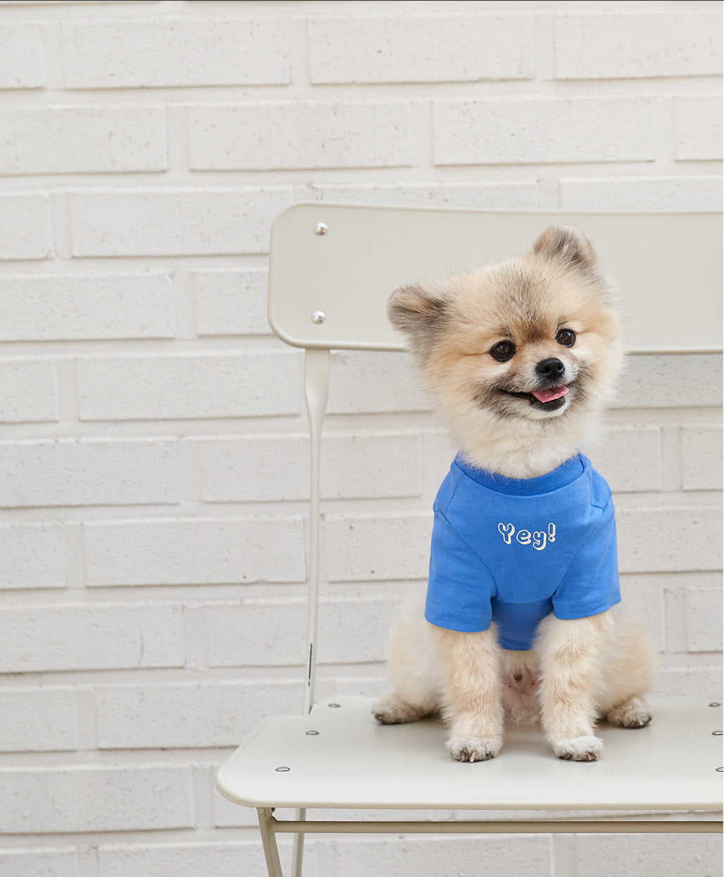 Pet Korean Style Cotton Short Sleeve Printed T Shirt